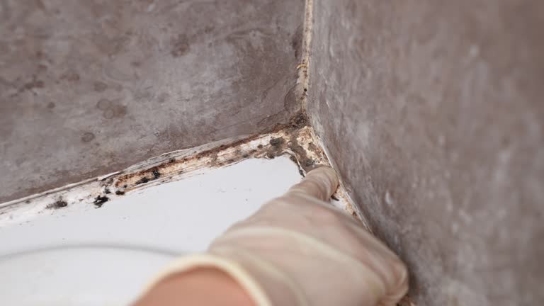 Best Environmental Consulting for Mold Prevention  in Bay Minette, AL