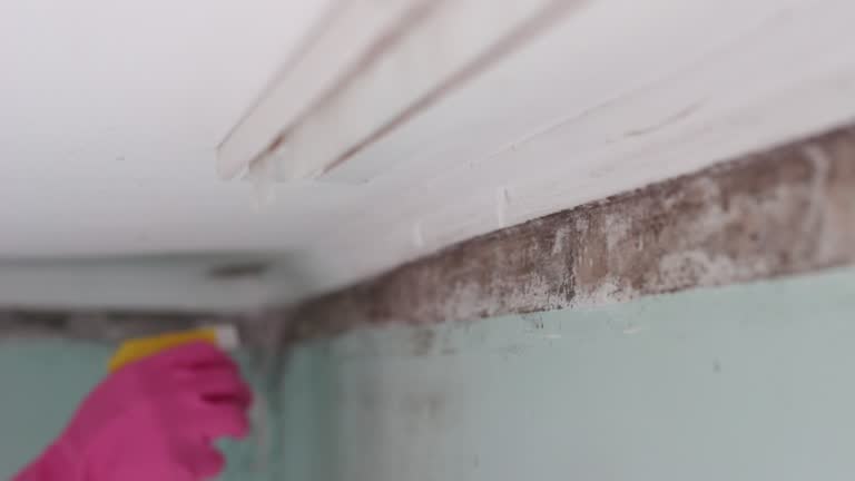 Best HVAC Mold Inspection and Cleaning  in Bay Minette, AL
